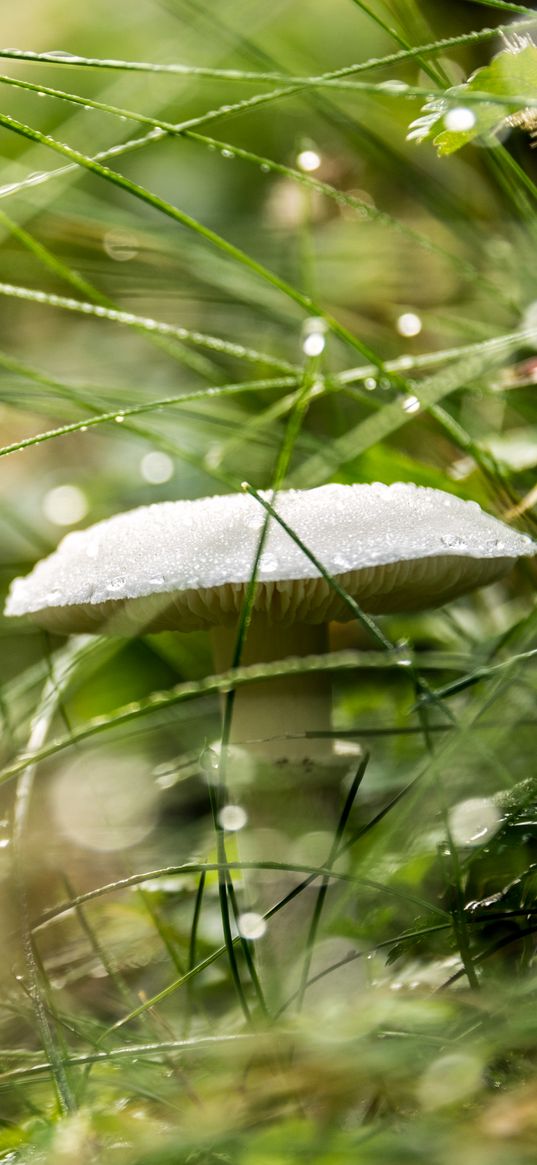 mushroom, grass, drops, rain, macro