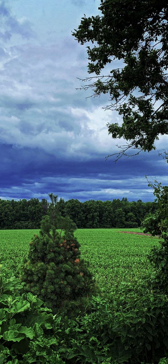 christmas tree, trees, forest, field, clouds, cloudy, sky, village, nature