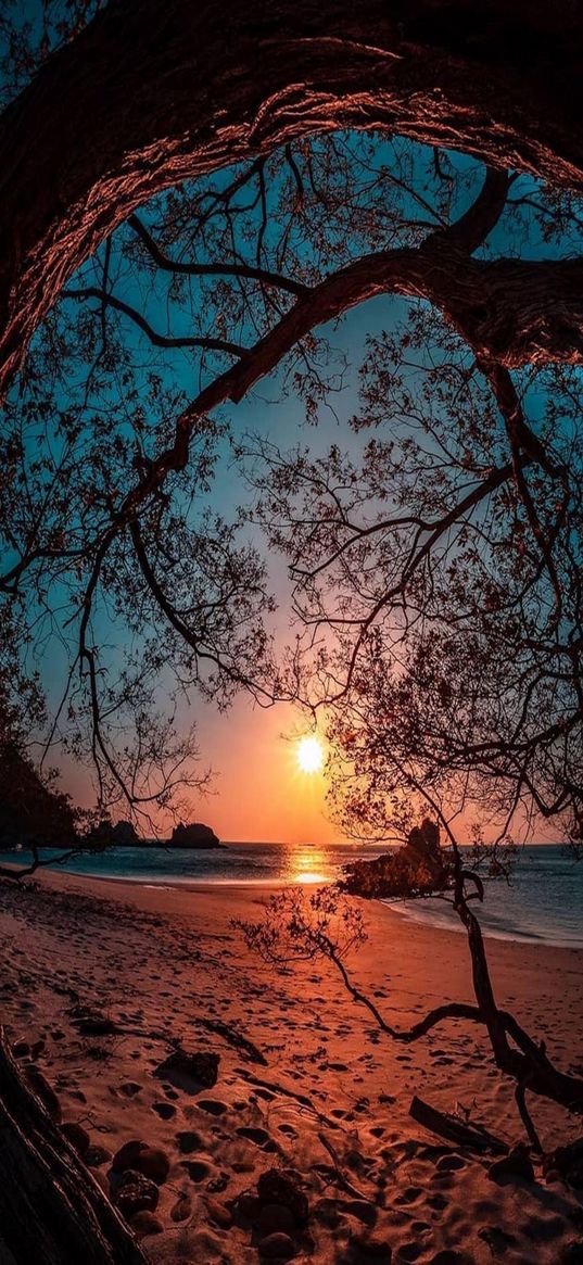 branches, trees, sea, sand, beach, sun, rocks, sunset, nature