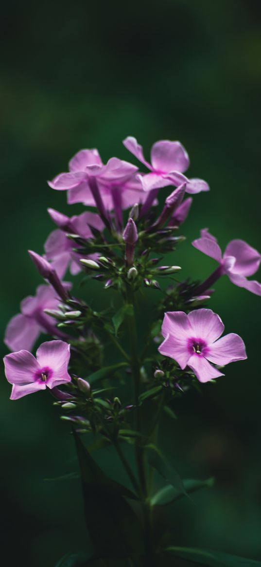 phlox, flowers, pink, plant, nature