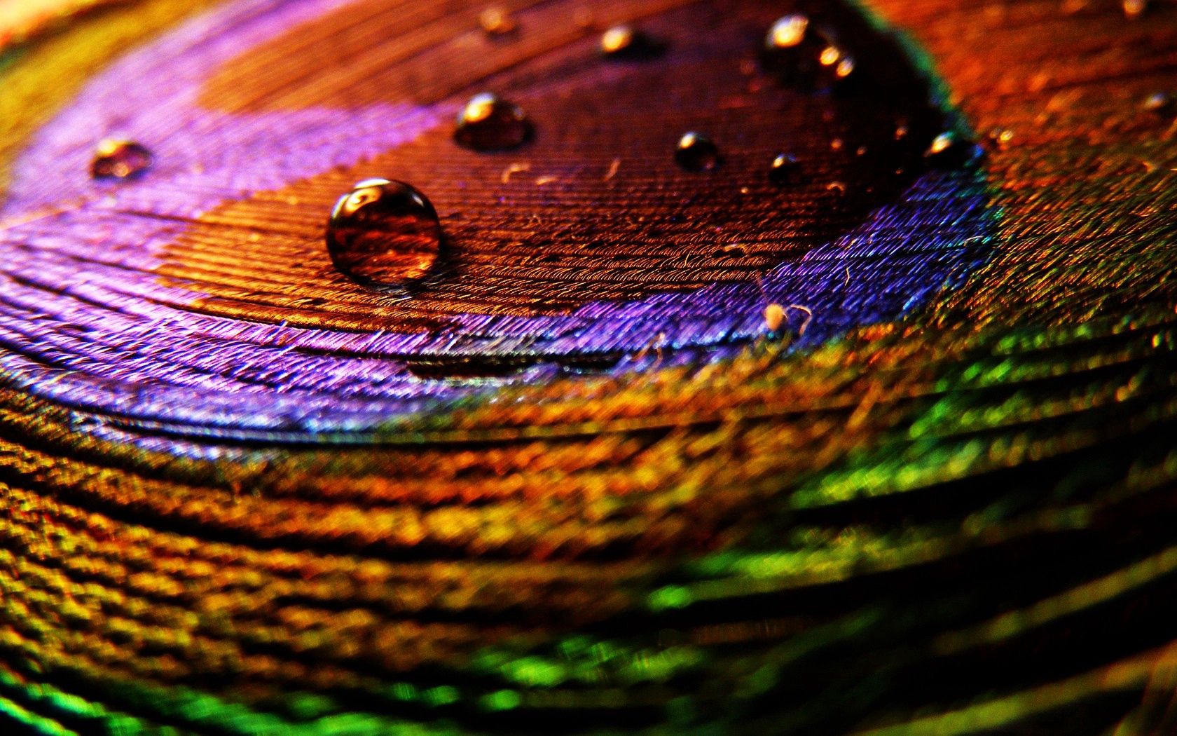 feather, surface, drops, multicolored