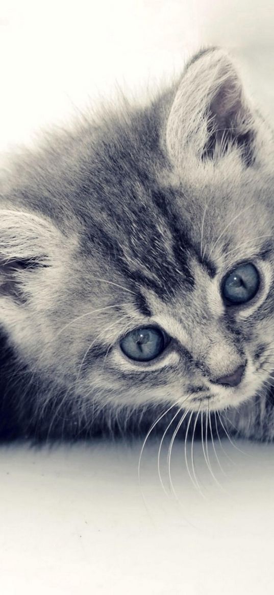 cat, kitten, animal, gray, light background