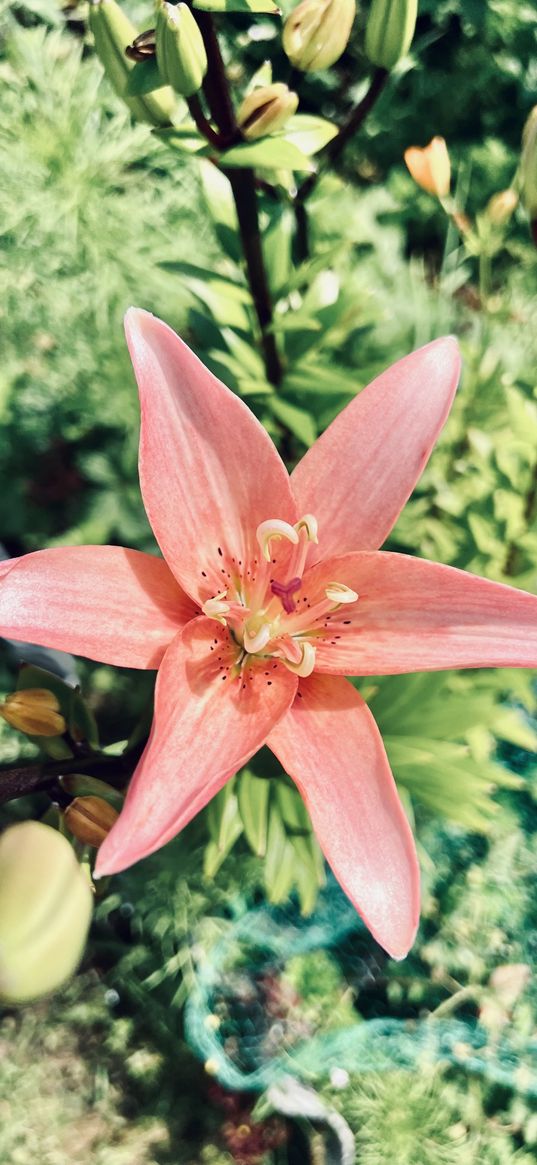 lily, flower, red, nature