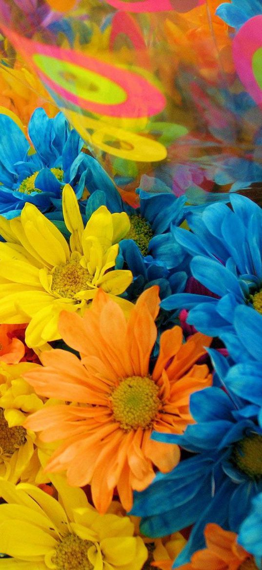 chrysanthemum, flowers, bouquets, packaging, colorful, bright