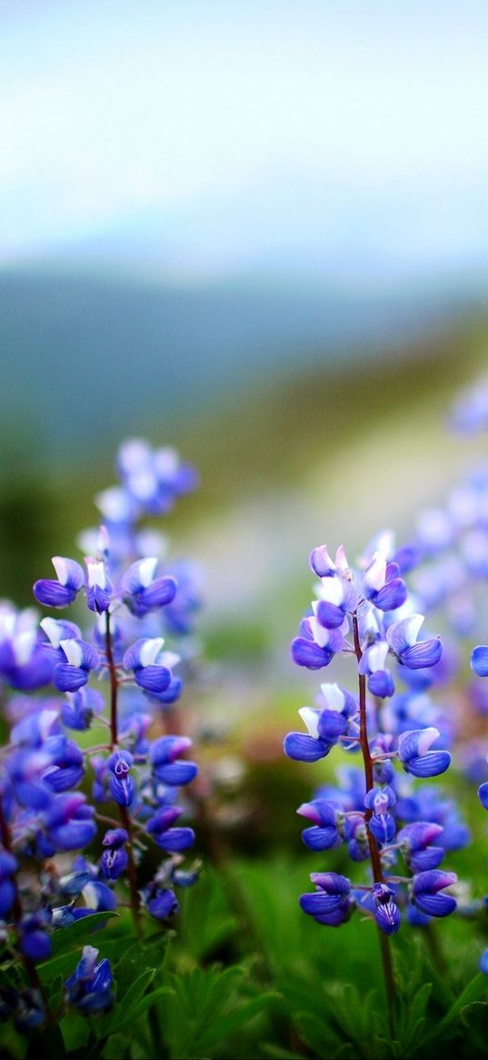 lupines, flowers, herbs, sharpness, clearing