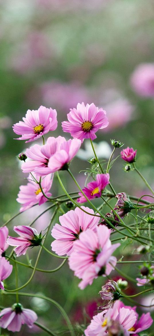 kosmeya, flowers, herbs, flowerbed, sharpness