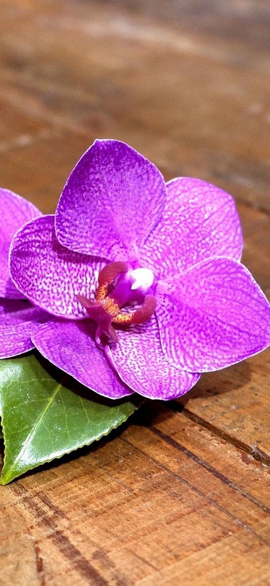 orchid, flower, leaves, wood, timber