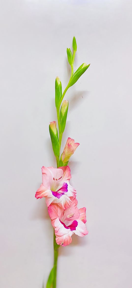 skewer, plant, pink, stems, light background