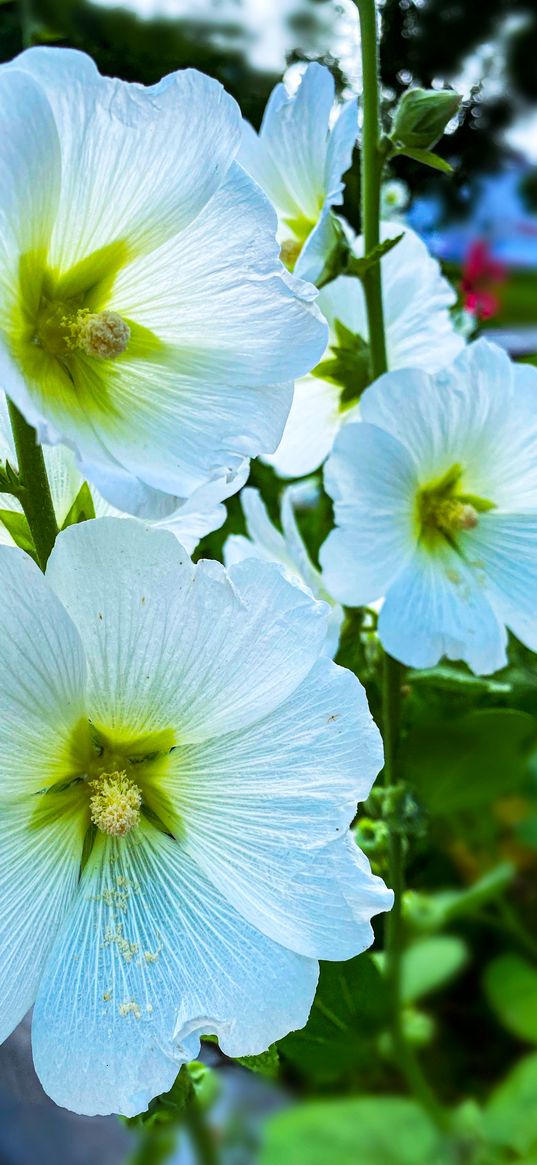 petunias, flowers, white, summer, nature