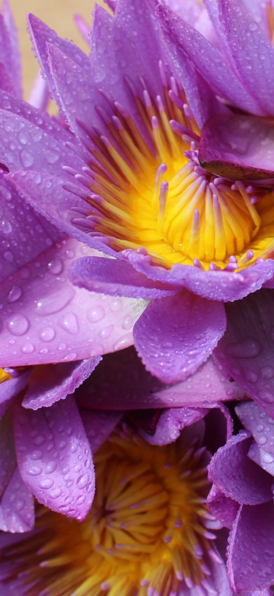 lotus, flower, petals, purple, pink, plant, nature