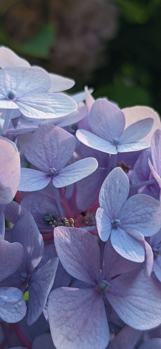 hydrangea, flowers, purple, plant, nature