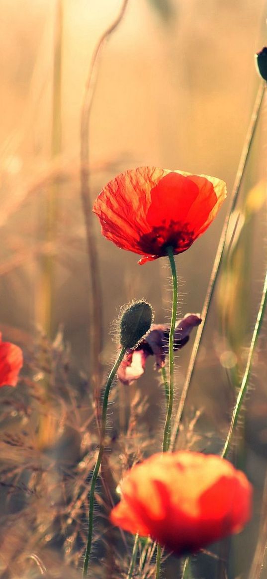 poppies, field, summer, sharpness