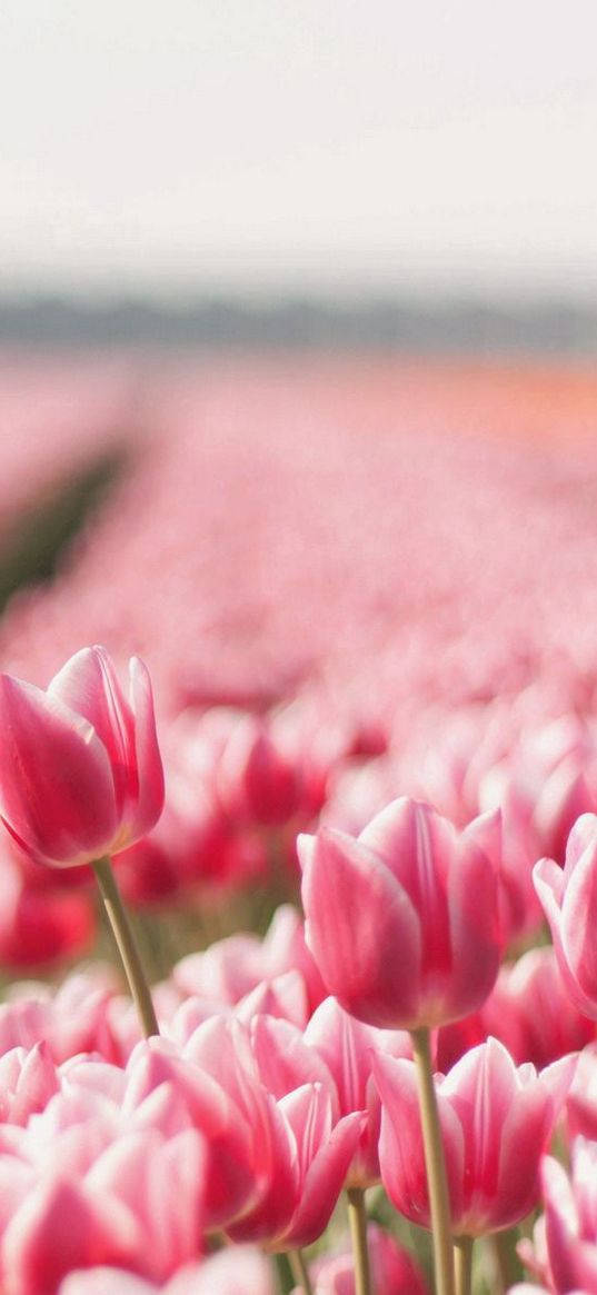 tulips, flowers, field, sharpness, spring