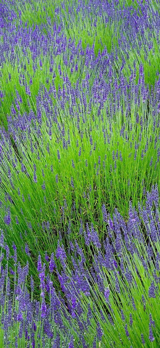 lavender, flowers, herbs, field