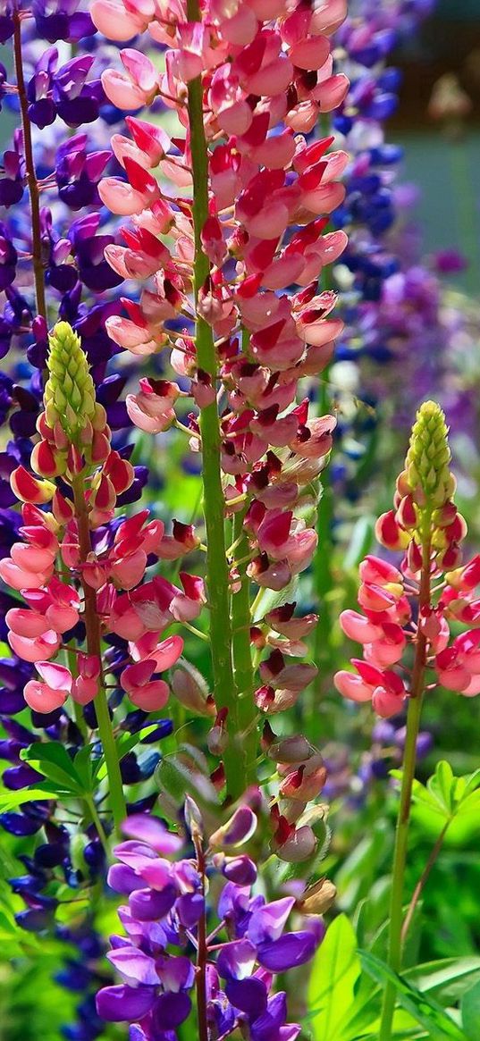 lupines, flower, flowerbed, bright, different, sunny