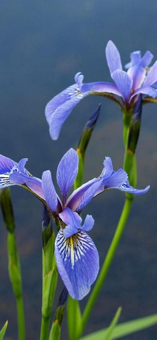 irises, flowers, blur, green