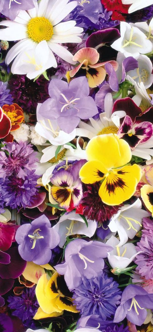 pansies, cornflowers, bluebells, flowers, assorted