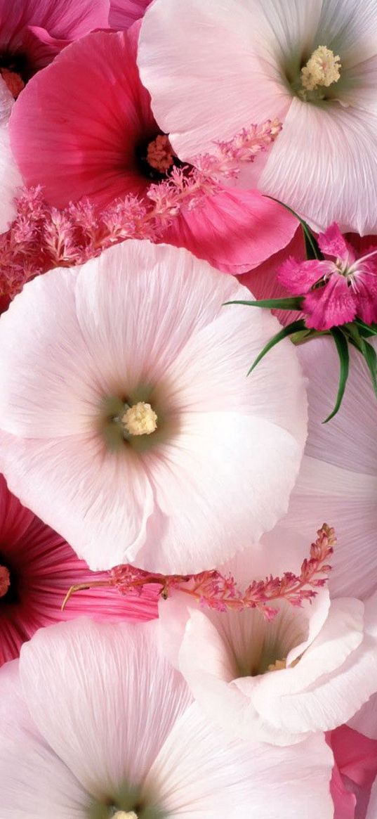 lavatera, flowers, garden, pollen, close-up