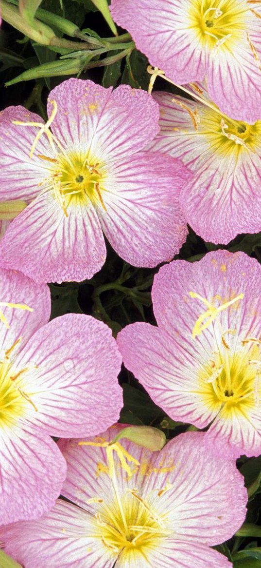 primrose, flowers, drops, close-up