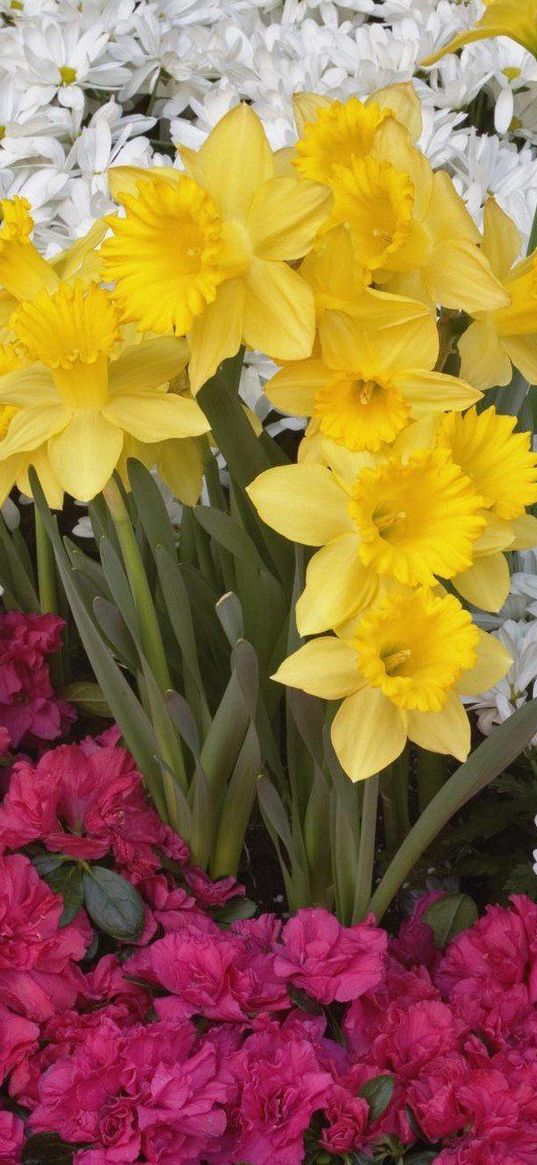 daffodils, daisies, flower, flowerbed, carpet