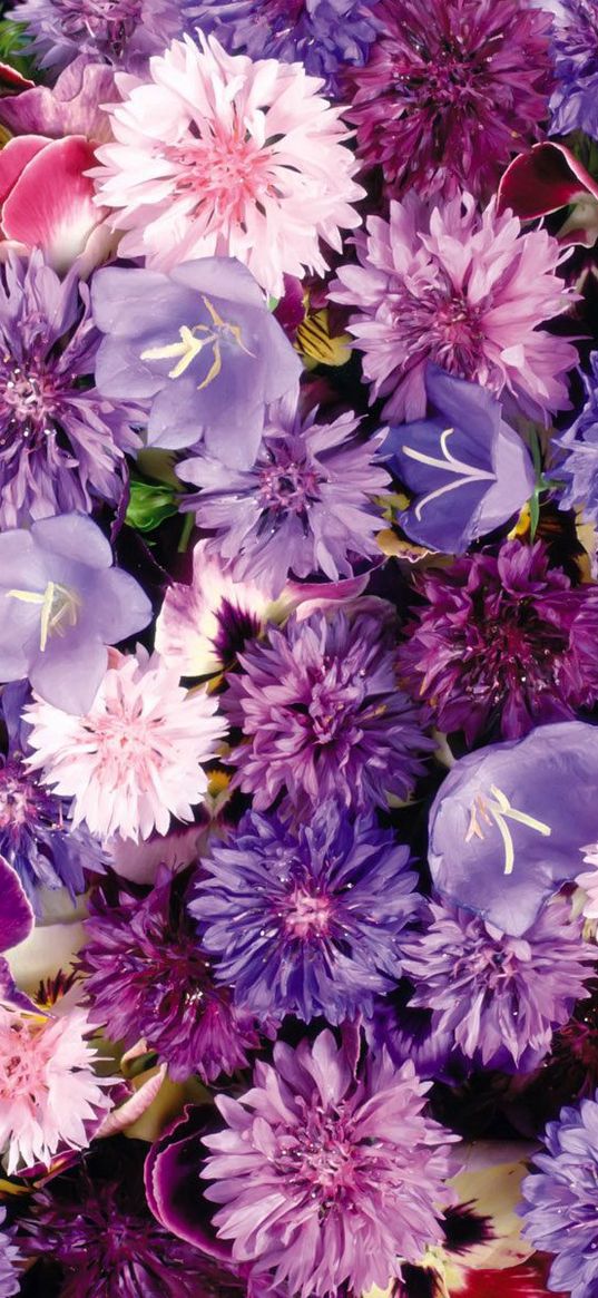 cornflowers, pansy, flowers, purple, assorted