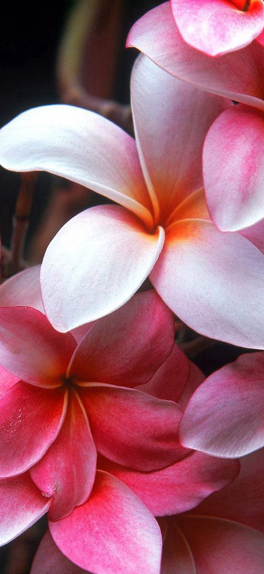 plumeria, shrubs, flowering, pink, beauty