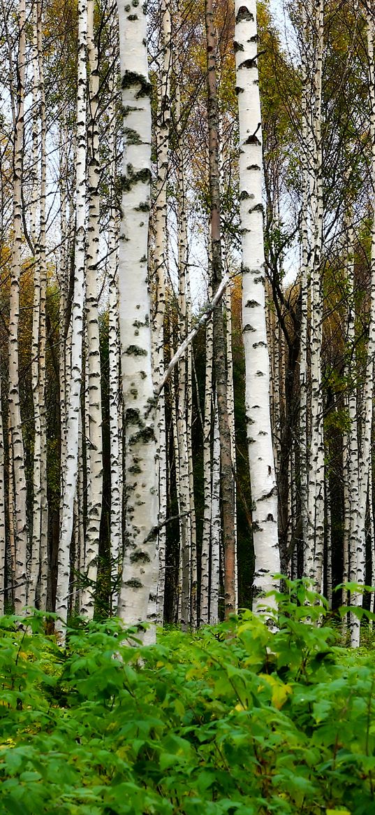 birches, trees, forest, trunks, leaves