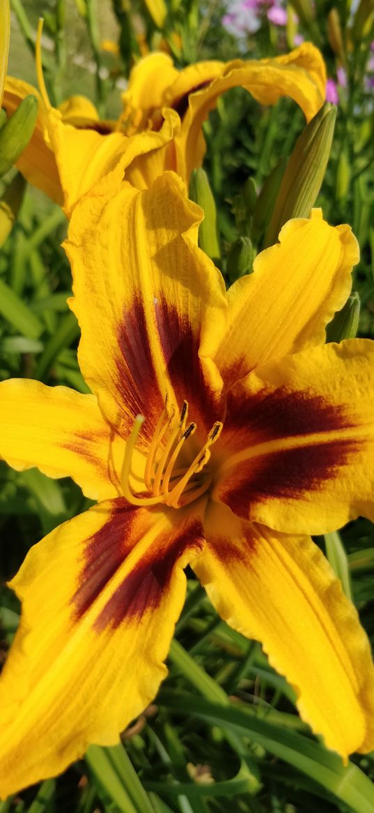 lily, flower, yellow, nature, summer