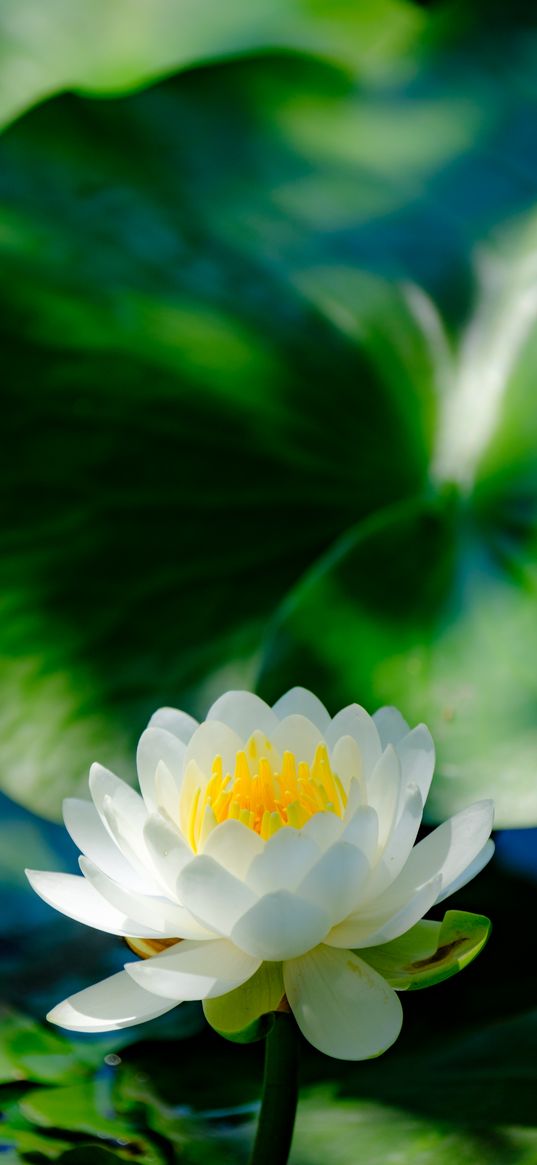 water lily, flower, petals, white