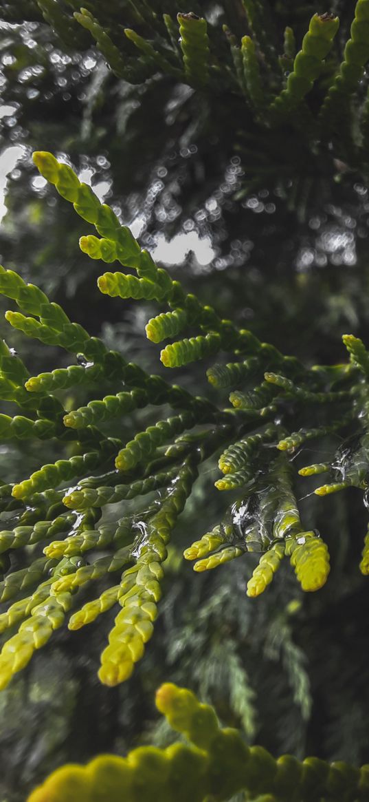 cypress, needles, branches, tree, drops, plant, green, nature