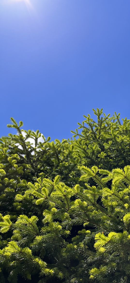 branches, spruce, needles, tree, green, blue sky, nature