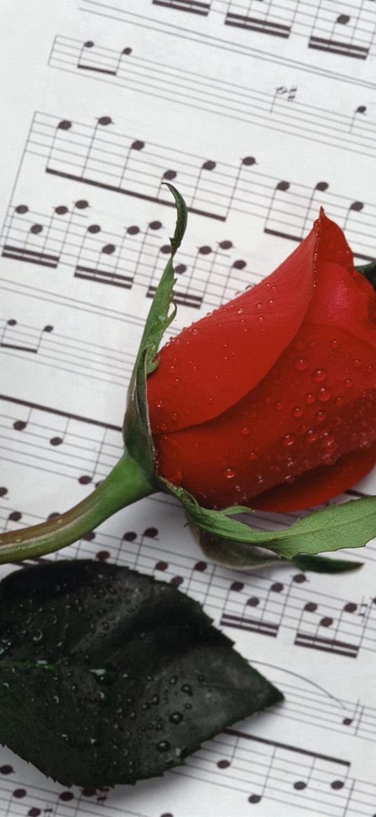 rose, flower, drop, notes, music