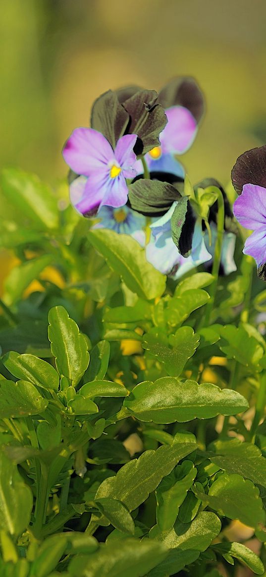 pansies, flowers, herbs, close-up