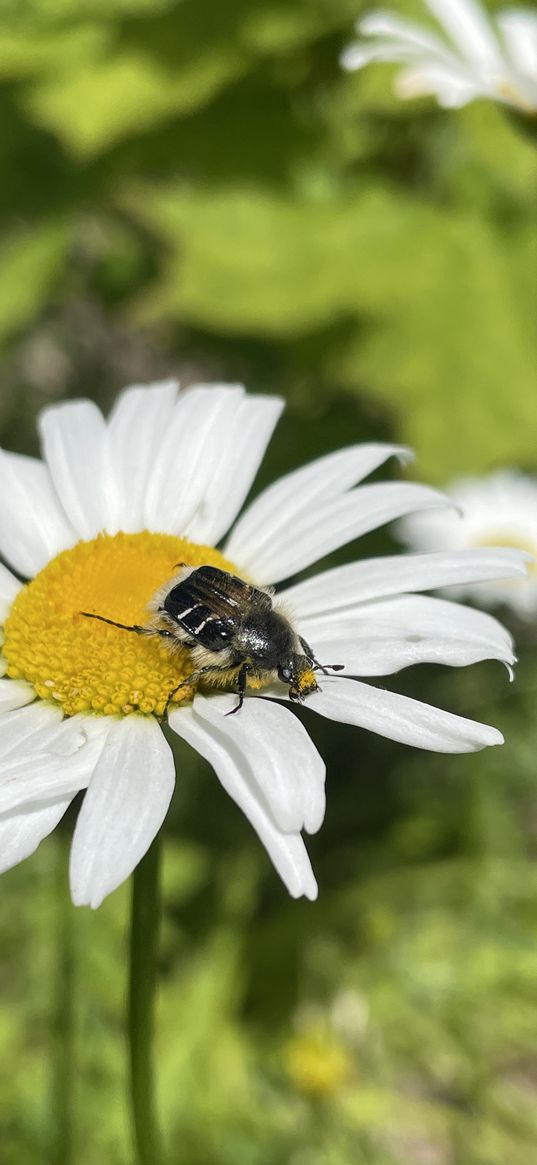 daisies, flowers, beetle, insect, summer, nature