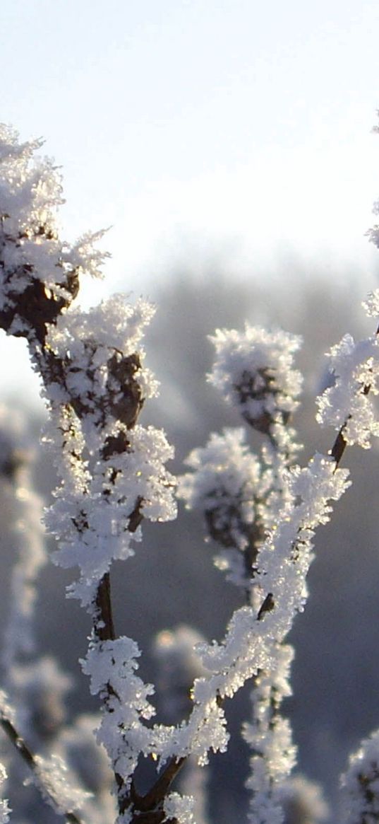 bushes, hoarfrost, snow, winter, ice, cold