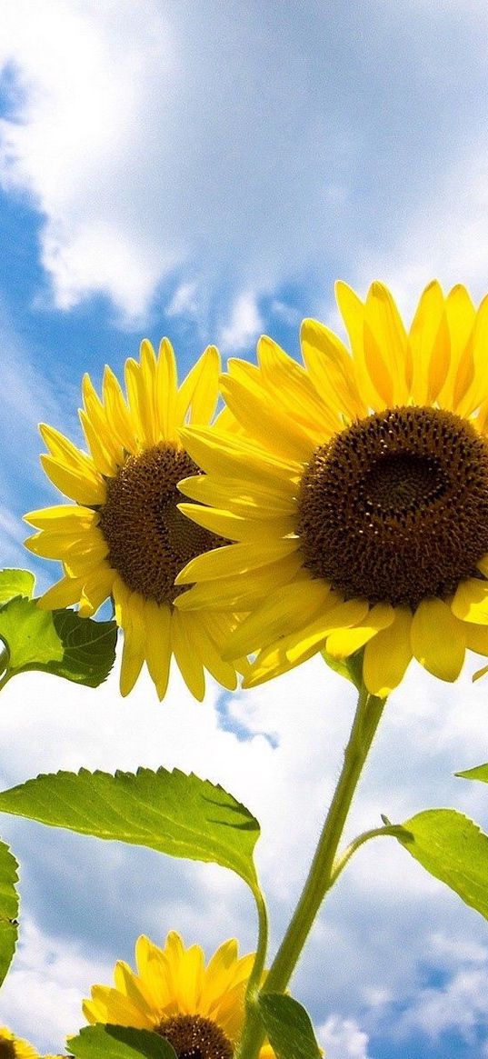 sunflowers, field, sky, clouds, nature, height