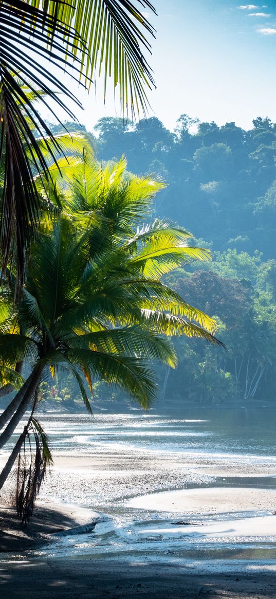 palm trees, coast, water, tropics