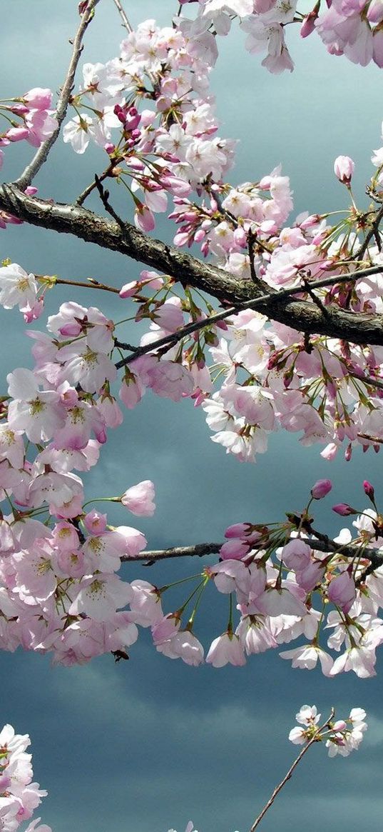 blossoms, twigs, tree, spring, sky, cloudy