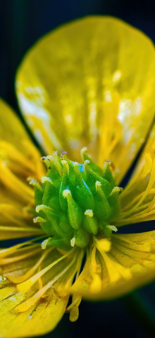 buttercup, flower, petals, pollen, macro