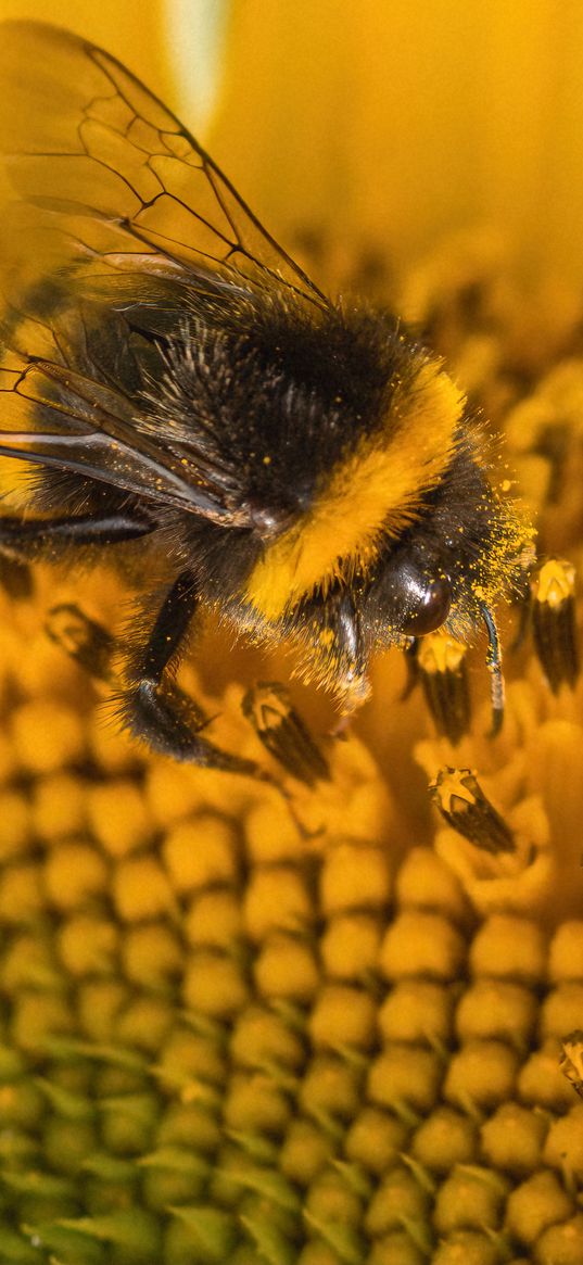 bumblebee, pollen, sunflower, flower, macro, yellow