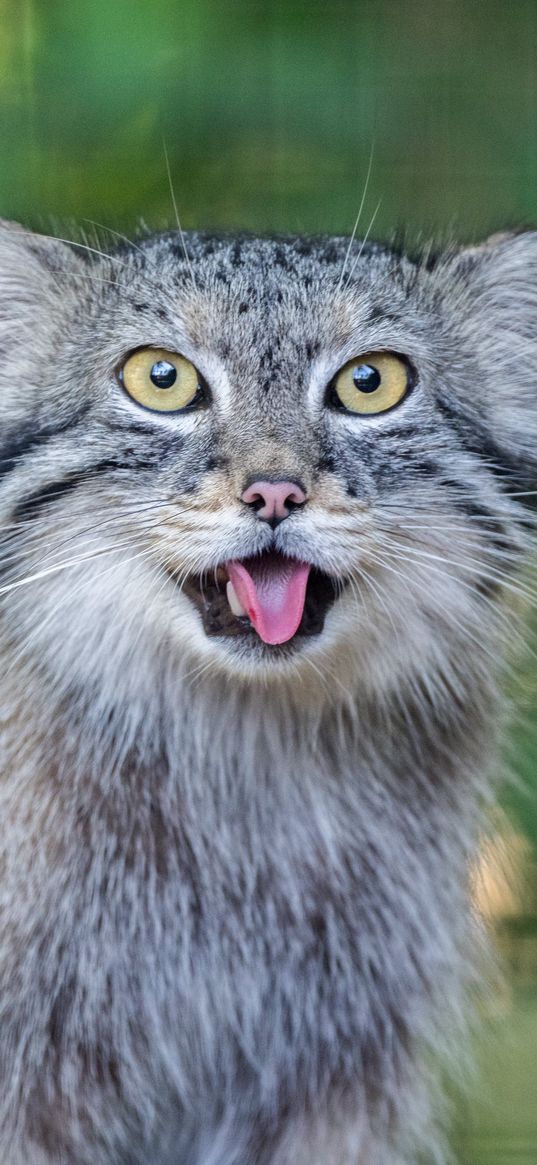 manul, protruding tongue, wild cat, wildlife