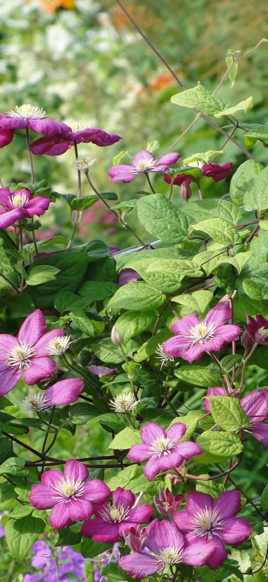 clematis, twigs, herbs, shrubs, loach