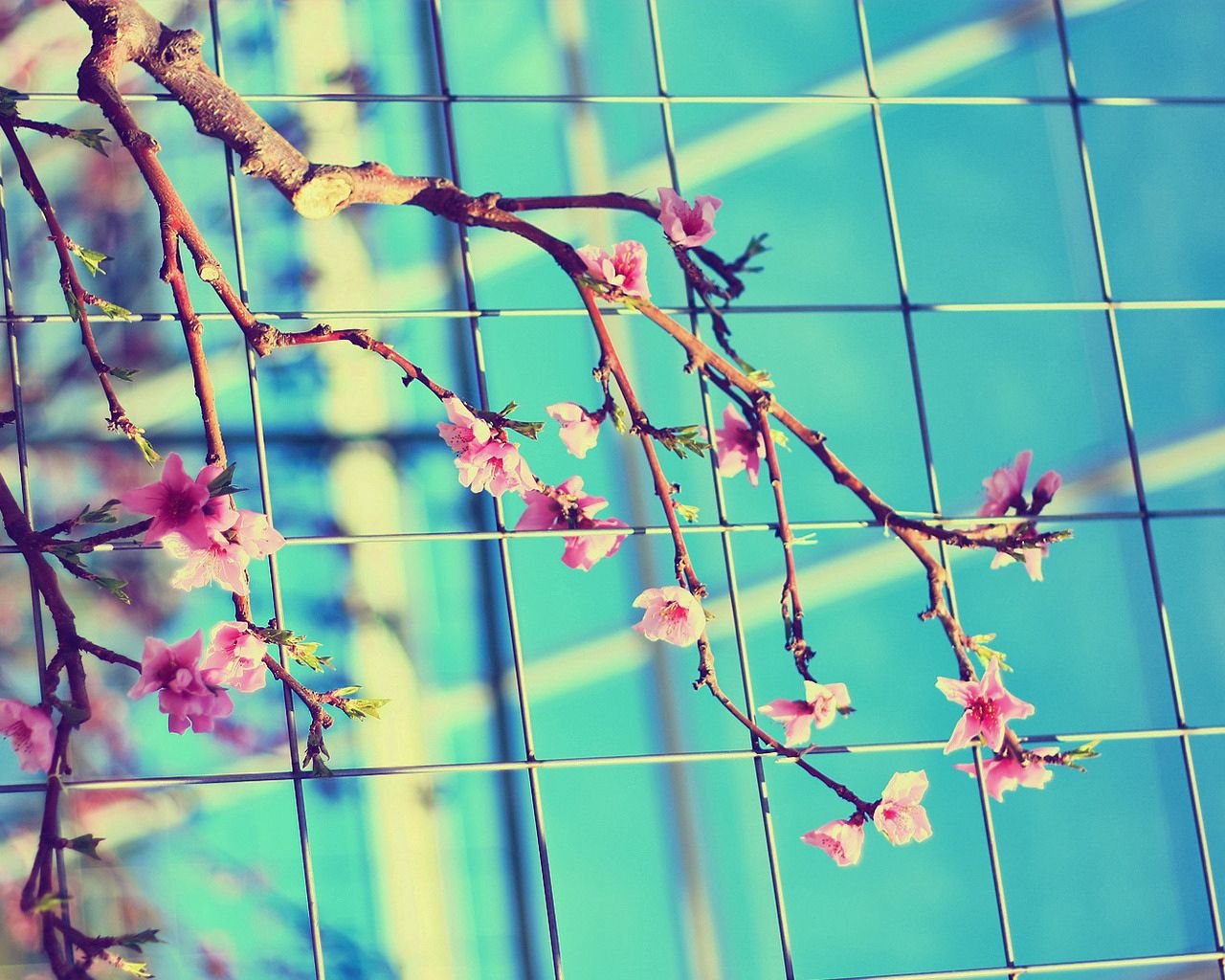 flowering, branch, mesh, spring, sunny