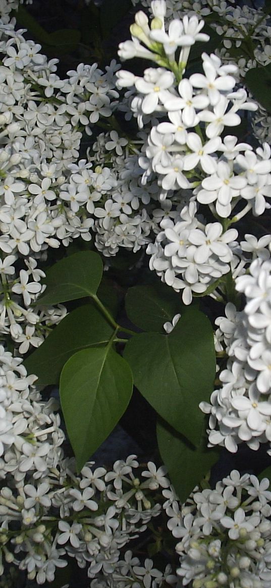 lilacs, twigs, flower, white, spring