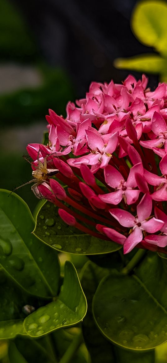 ixora, flowers, pink, beetle, insect, leaves, plant, nature