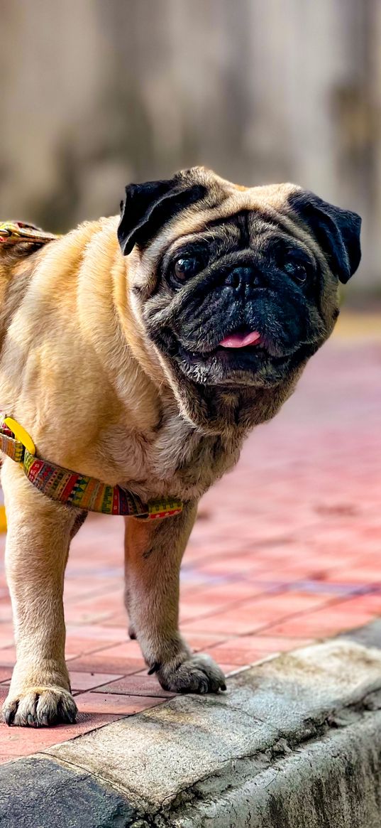 pug, dog, pet, cute, street, animal