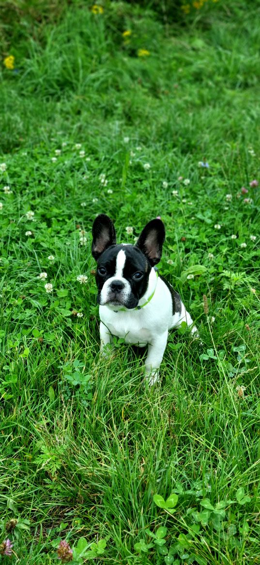 french bulldog, dog, nature, animals