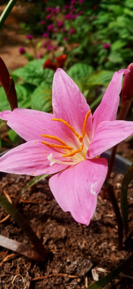 lily, pink, flower, petals