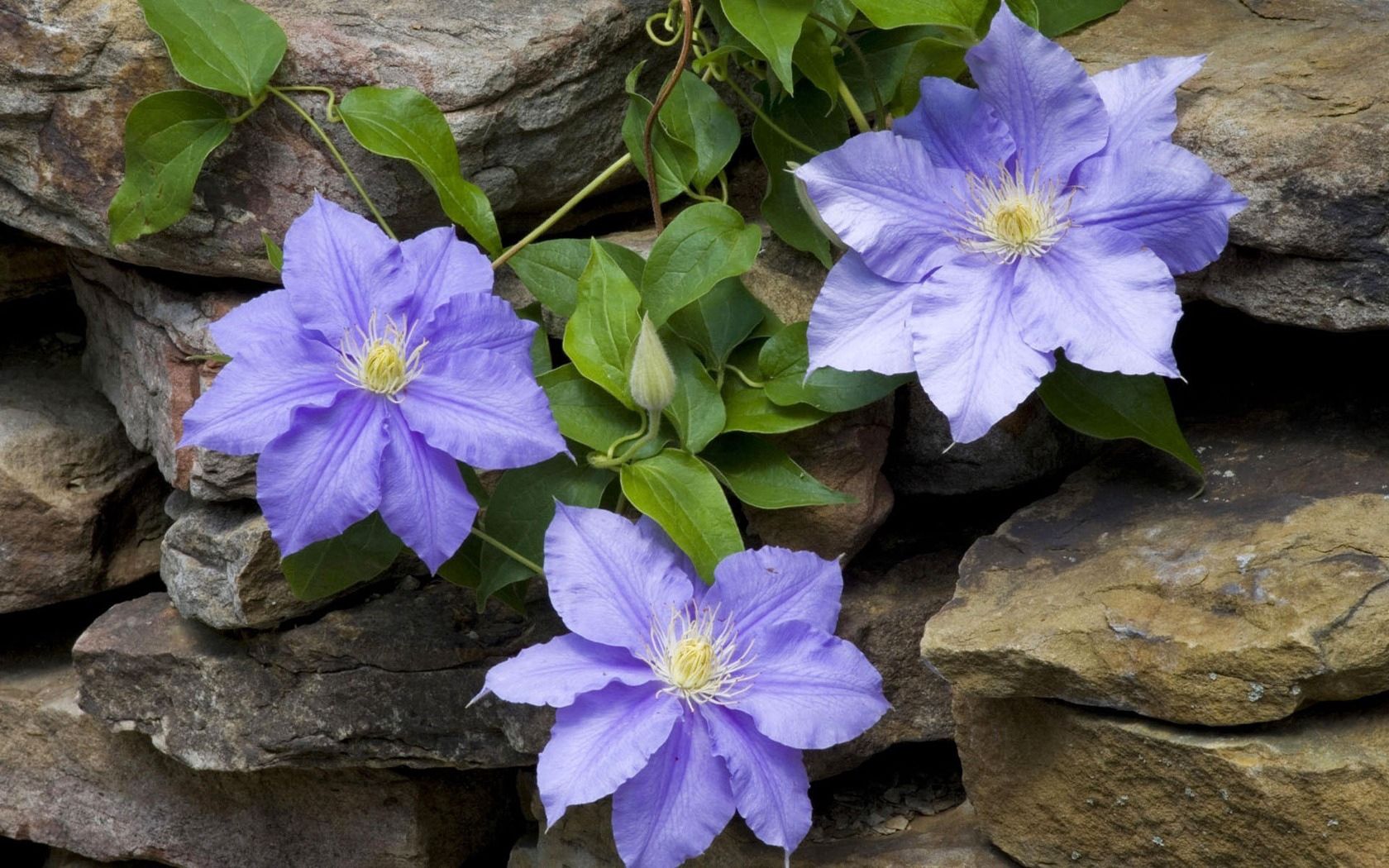 clematis, bindweed, stone, masonry, leaves