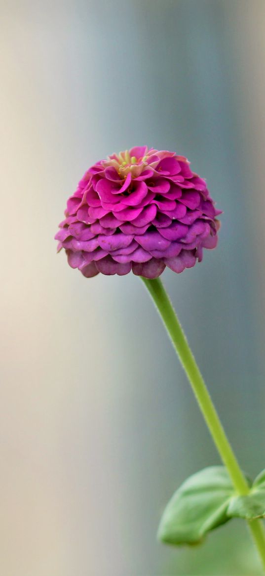 dahlia, flower, petals, purple, blur